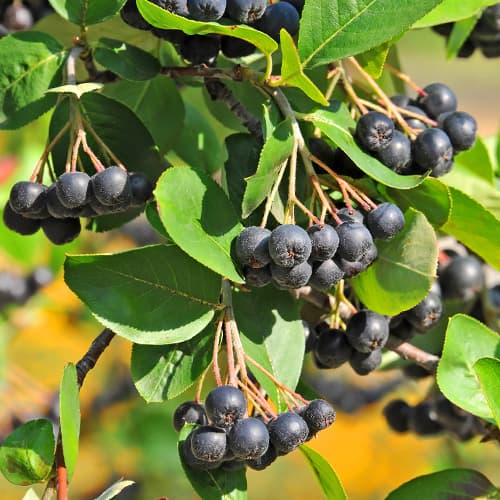 Chokeberry - Plântulas: Ilość w opakowaniu: 1 plant