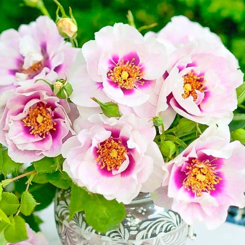Rosa floribunda Eyes for You , C5 - Plántulas: Ilość w opakowaniu: 1 plantas
