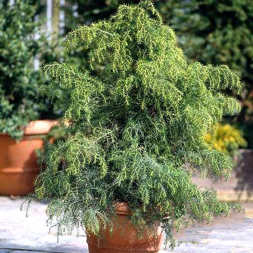 1 buc, Cryptomeria Elegans Viridis - Răsaduri: Mod de ambalare: 1 buc