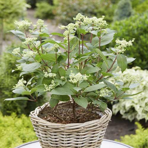 1 buc, Hortensia paniculată Early Harry PBR, C3 - Puieți: Mod de ambalare: 1 buc