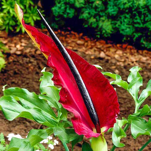 1 buc, Dracunculus Vulgaris - Bulbi: Mod de ambalare: 1 buc