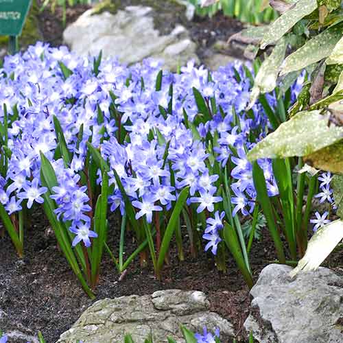 15 buc, Pachet economic! Chionodoxa Forbesii - Bulbi: Mod de ambalare: 15 buc