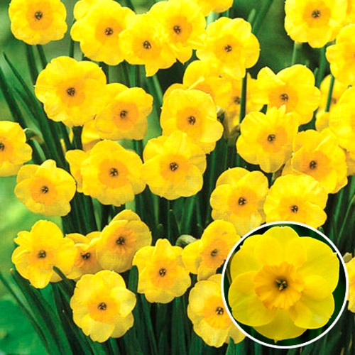 5 buc, Narcise Sun Disc - Bulbi: Mod de ambalare: 5 buc