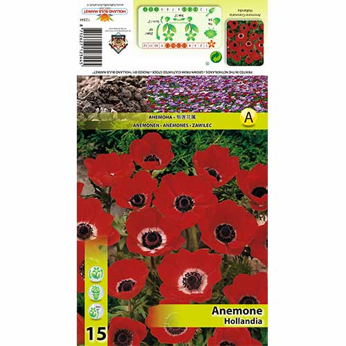 15 buc, Anemone Hollandia - Bulbi: Mod de ambalare: 15 buc