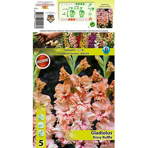 5 buc, Gladiole Kissy Ruffle - Bulbi: Mod de ambalare: 5 buc