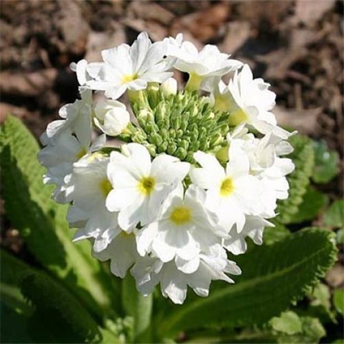 1 buc, Ciuboțica cucului (Primula) denticulata Corolla White - Răsaduri: Mod de ambalare: 1 buc