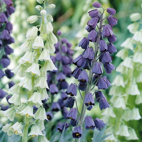 2 buc, Super ofertă! Lalea imperială (Fritillaria), set de 2 soiuri - Bulbi: Mod de ambalare: 2 buc