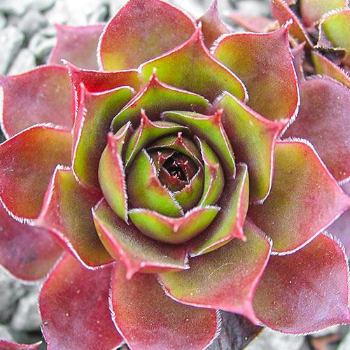 1 buc, Sempervivum (Urechelniță) Shadow - Răsaduri: Mod de ambalare: 1 buc