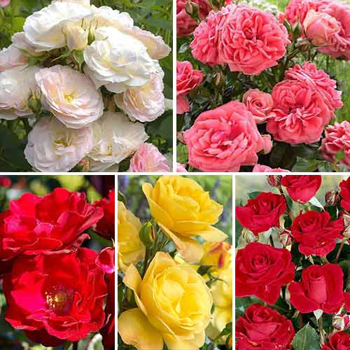 Super ofertă! Trandafiri floribunda Color mix, set de 5 soiuri - Butași: Mod de ambalare: 5 buc
