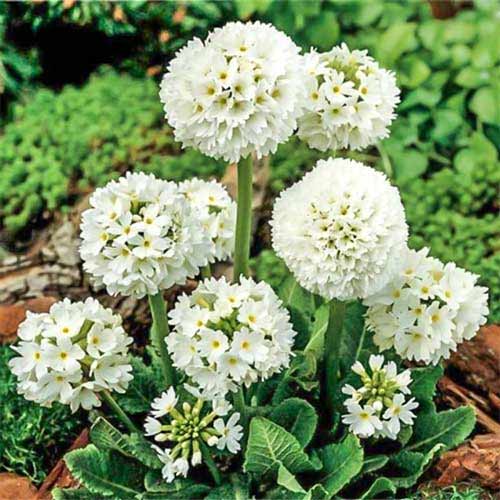 1 buc, Ciuboțica cucului (Primula) denticulata Alba - Răsaduri: Mod de ambalare: 1 buc