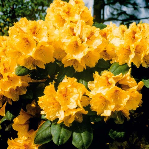 1 buc, Rhododendron Auriu - : Mod de ambalare: 1 buc