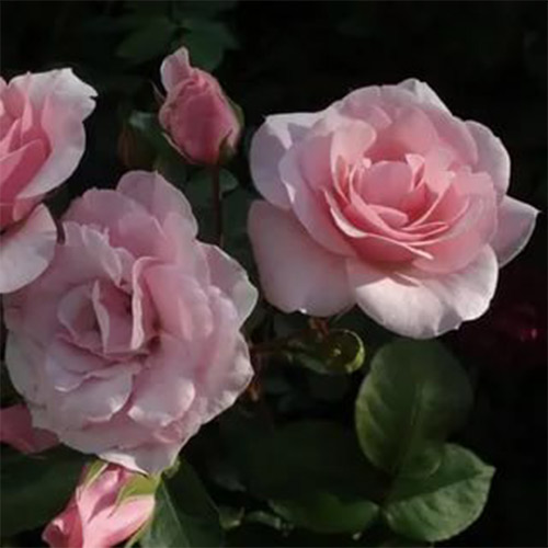 1 buc, Trandafir floribunda Diademe Rose - Butași: Mod de ambalare: 1 buc