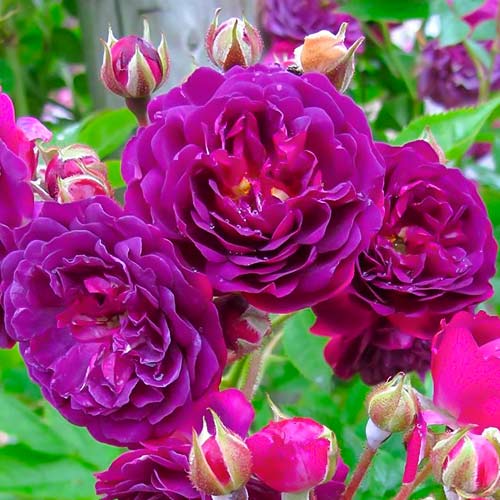 Ruža floribunda Violet - : Monžstvo balíkov: 1 sad
