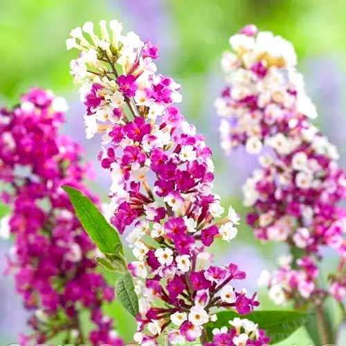 Budlea Dávidova Berries Cream - : Monžstvo balíkov: 1 kus