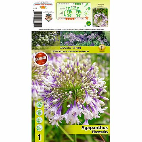 1 db, Szerelemvirág (Agapanthus) Fireworks - Évelő: Mod de ambalare: 1 db