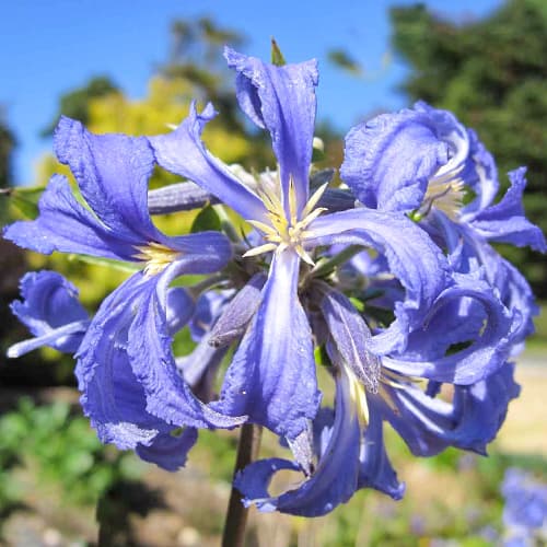 1 db, Iszalag (Clematis) Cassandra - Palánták: Mod de ambalare: 1 db
