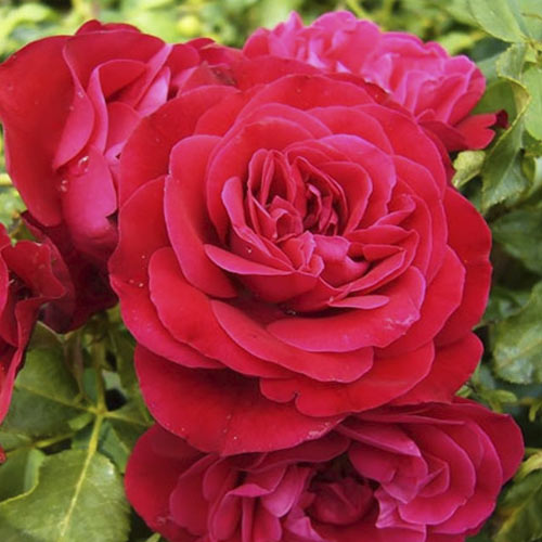 1 db, Rózsa floribunda Red Meilove , С3 - Palánták: Mod de ambalare: 1 db
