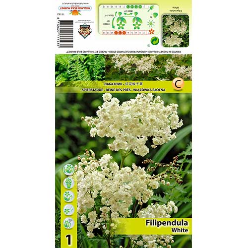 1 db, Legyezőfű (Filipendula) Alba - Évelő: Mod de ambalare: 1 db