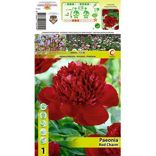 1 db, Bazsarózsa Red Charm - Évelő: Mod de ambalare: 1 db