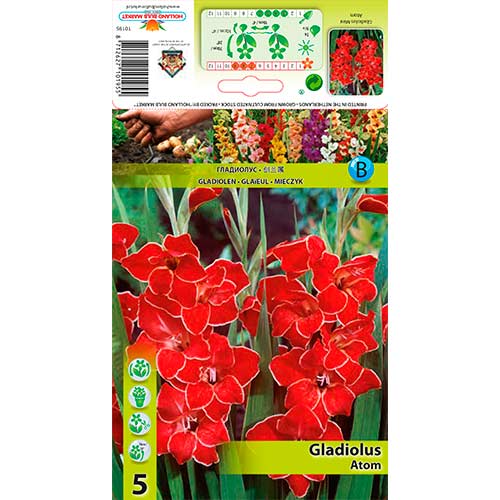 5 Stück, Zwerg-Gladiole Atom - Zwiebeln: Ilość w opakowaniu: 5 Stück