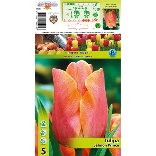 5 Stück, Tulpe Salmon Prince - Blumenzwiebeln: Ilość w opakowaniu: 5 Stück