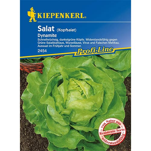 1 szt, Kopfsalat Dynamite - Samen: Ilość w opakowaniu: 1 Stück
