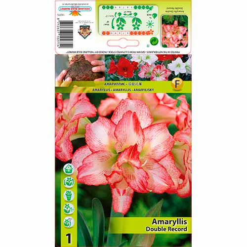 Amaryllis (Hippeastrum) Double Record - Bulbos: Ilość w opakowaniu: 1 bulbe