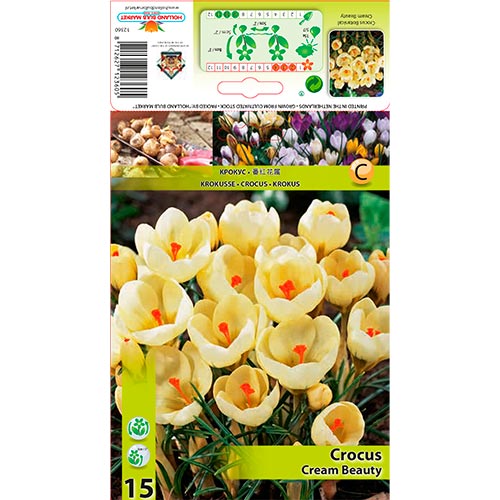 Crocus Cream Beauty - Bulbos: Ilość w opakowaniu: 15 bulbe