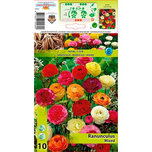 Ranunculus (Ranúnculo Asiático) Mixed - Bulbos: Ilość w opakowaniu: 10 bulbe