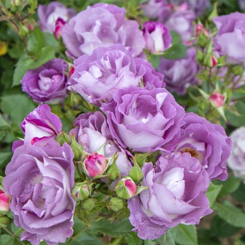 Rosa floribunda Pacific Dream , C5 - Plántulas: Ilość w opakowaniu: 1 plantas