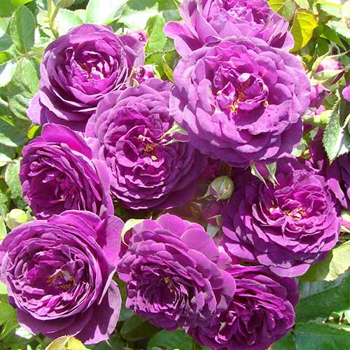 Rosa floribunda Blue-Violet, root ball - Plántulas: Ilość w opakowaniu: 1 plantas