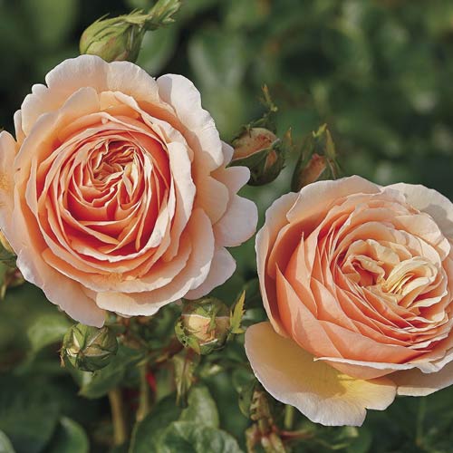 Rosa de flor grande Tropicana , C5 - Plántulas: Ilość w opakowaniu: 1 plantas