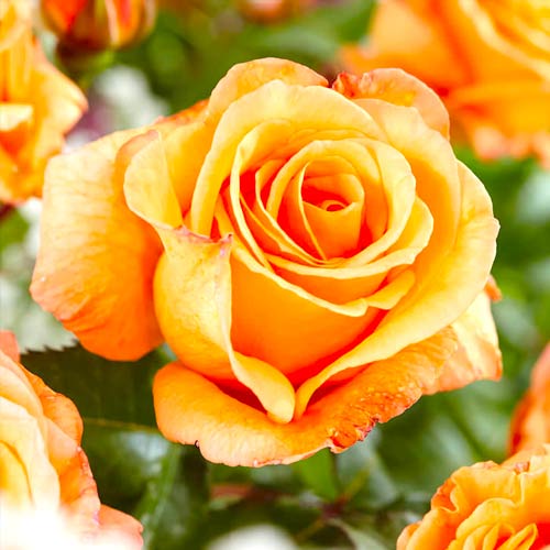 Rosa de flor grande Doris Tysterman, root ball - Plántulas: Ilość w opakowaniu: 1 plantas