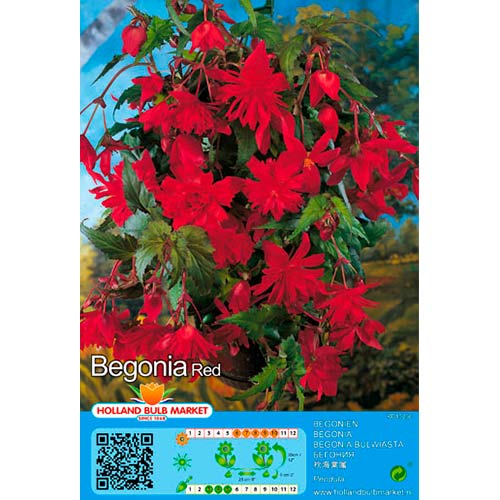 1 szt, Begonie Pendula Red - Stauden: Ilość w opakowaniu: 2 Stück