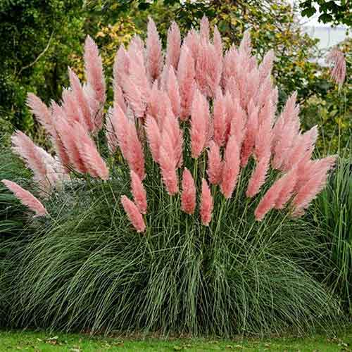 1 Pflanze(n), Pampasgras Pink Feather, С2 - Setzlinge: Ilość w opakowaniu: 1 Pflanze(n)