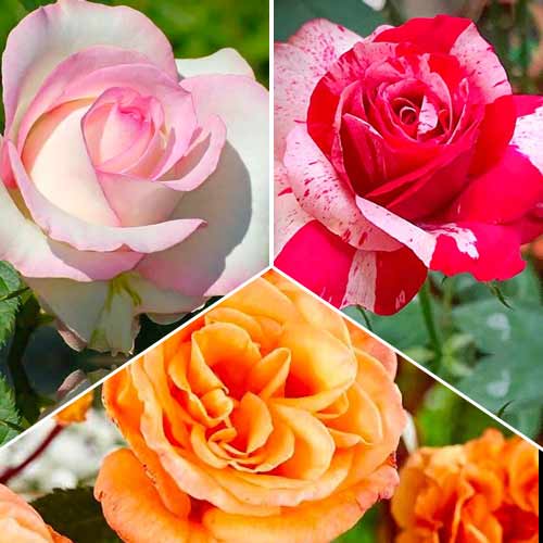 3 szt, Tolles Angebot! Großblumige Rosen, Set mit 3 Setzlingen - Setzlinge: Ilość w opakowaniu: 3 szt