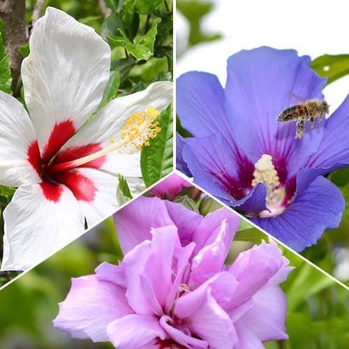 Hibisco Trio, 3 mudas - Plântulas: Ilość w opakowaniu: 3 plant
