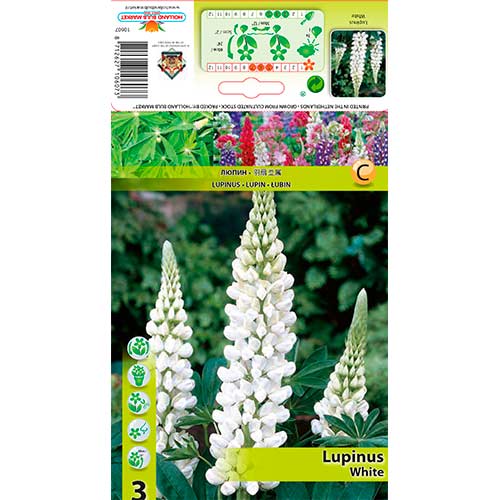 3 szt., Łubin White - Byliny: Ilość w opakowaniu: 3 szt.