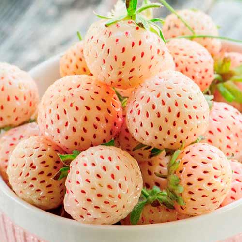5 sadz, Truskawka Ananas - Sadzonki: Ilość w opakowaniu: 5 sadz