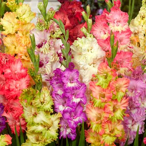 10 szt., Gladiola (Mieczyk) Parrot, mix kolorów - Cebule: Ilość w opakowaniu: 10 szt.