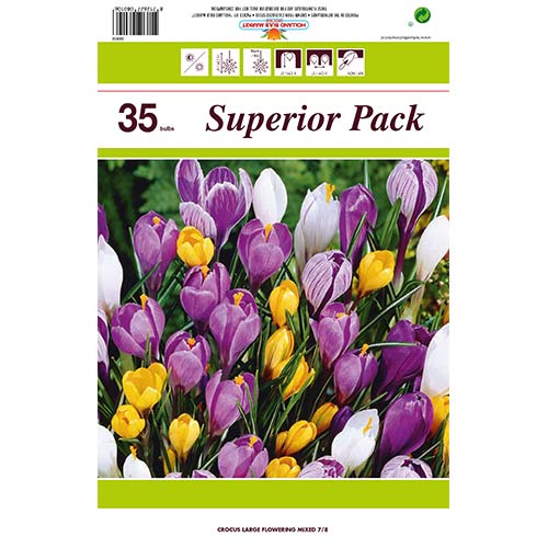 Super oferta! Krokus botaniczny mix kolorów, zestaw 35 cebul - Cebule: Ilość w opakowaniu: 35 szt.