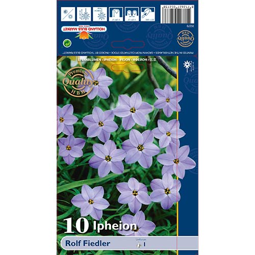 10 szt., Ifejon (Ipheion) Rolf Fiedler - Cebule: Ilość w opakowaniu: 10 szt.
