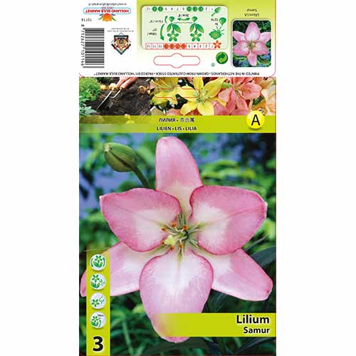 3 szt., Lilia Samur - Cebule: Ilość w opakowaniu: 3 szt.