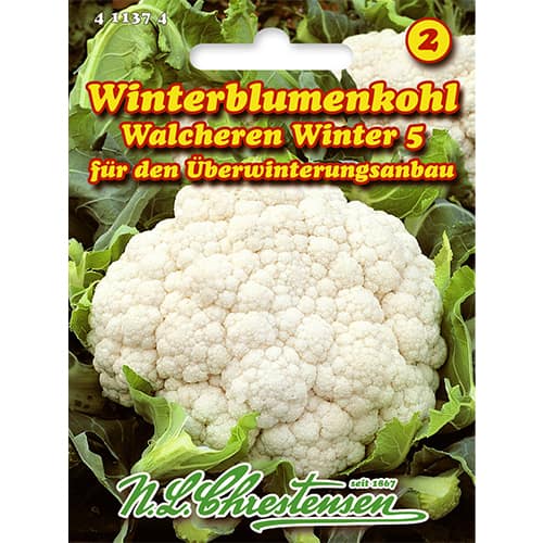 Kalafior Walcheren Winter 5 - Nasiona. Ilość w opakowaniu: 1 opak - GradinaMax