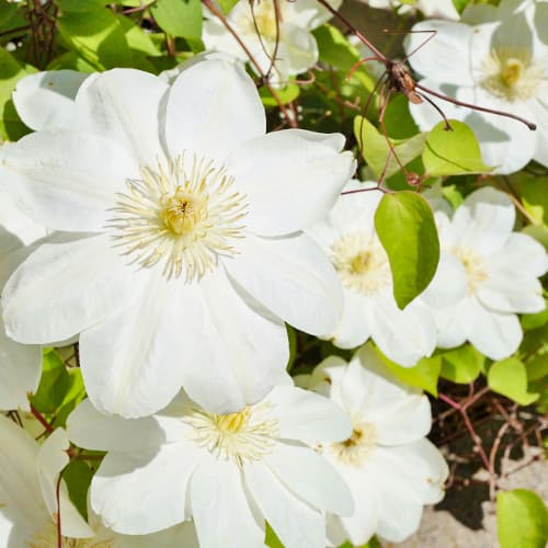 1 sadz, Clematis (Powojnik) Guernsay Cream - Sadzonki: Ilość w opakowaniu: 1 sadz