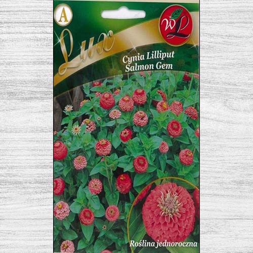 1 szt, Cynia wytworna Liliput Salmon Gem - Nasiona: Ilość w opakowaniu: 0.5 g