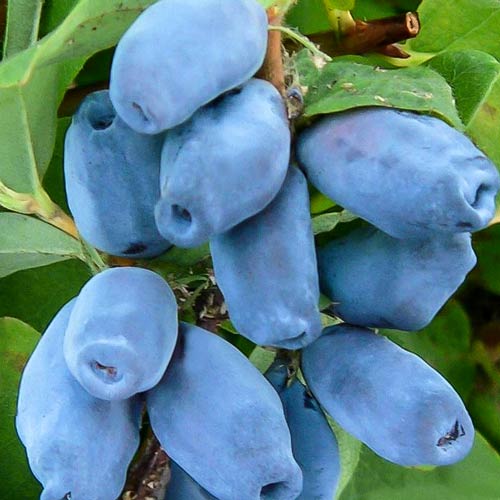 1 szt, Jagoda Kamczacka Blue Berry - Sadzonki: Ilość w opakowaniu: 1 sadz