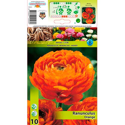 10 buc, Ranunculus Orange - Bulbi: Mod de ambalare: 10 buc
