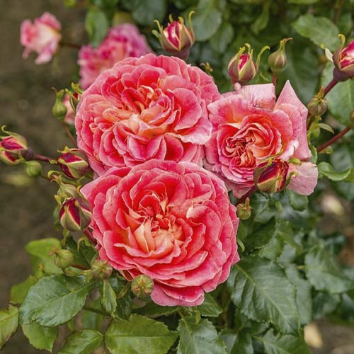 Ruža floribunda Designer Sunset , C3 - : Monžstvo balíkov: 1 sad