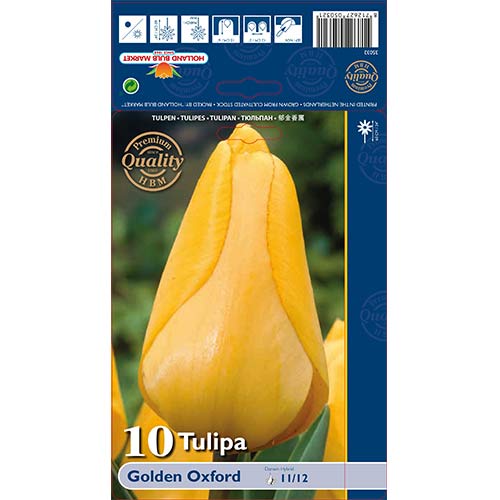 10 cib, Tulipán Golden Oxford - : Monžstvo balíkov: 10 cib